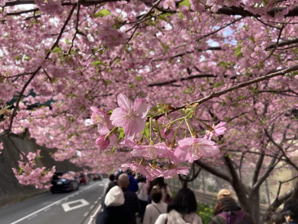 三浦の河津桜