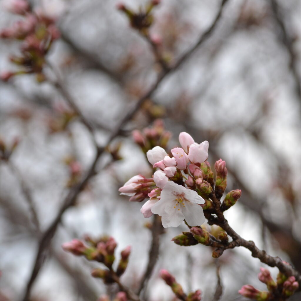 桜