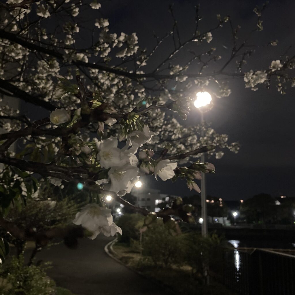 夜桜