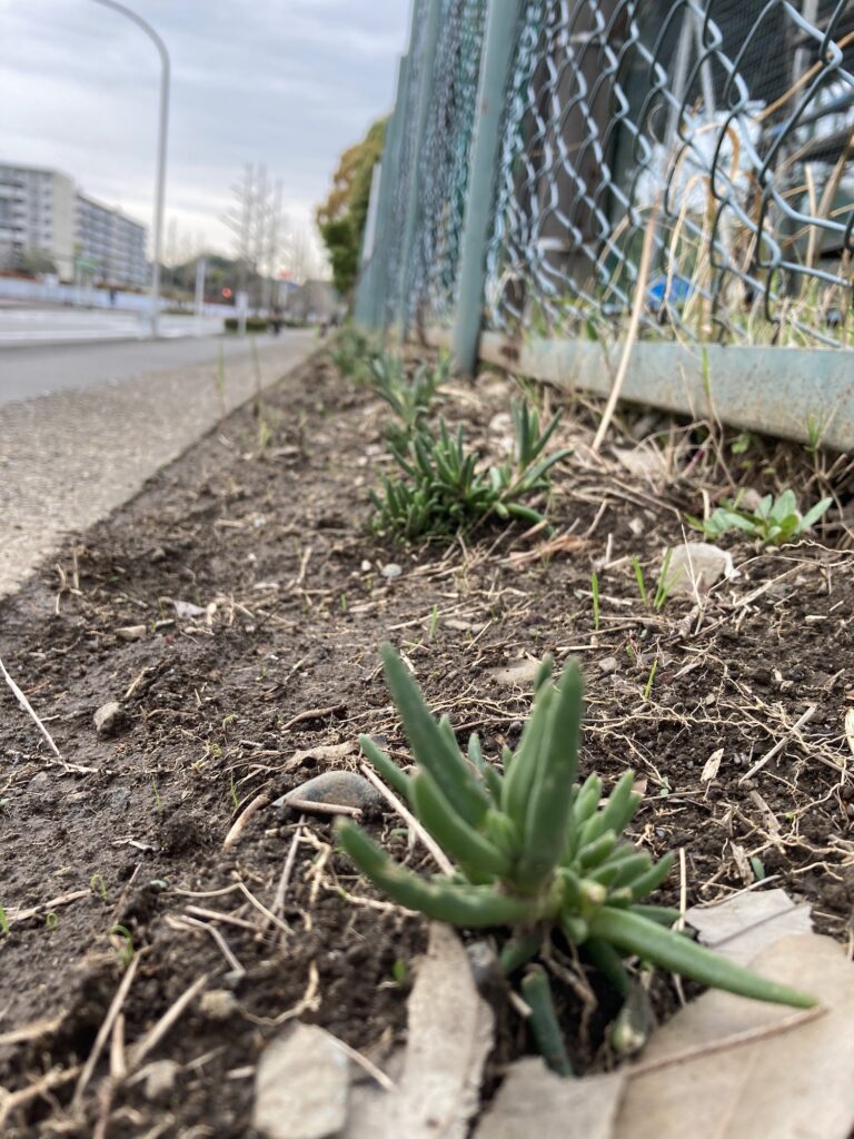 隅に植えてある