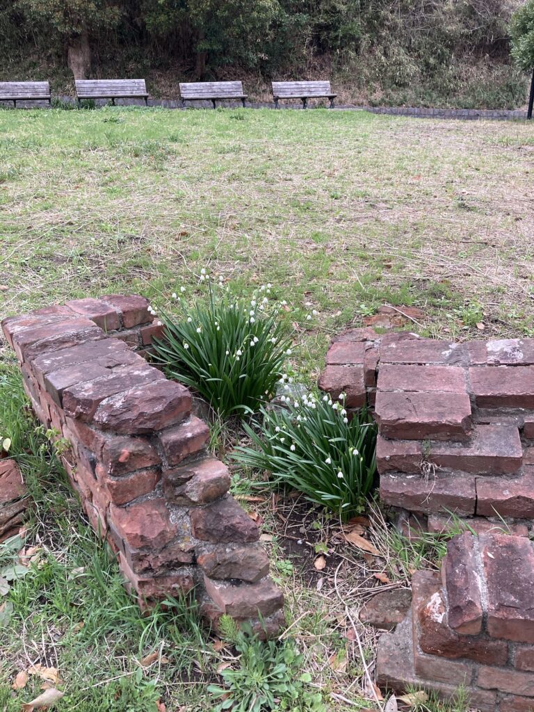 スズランスイセン