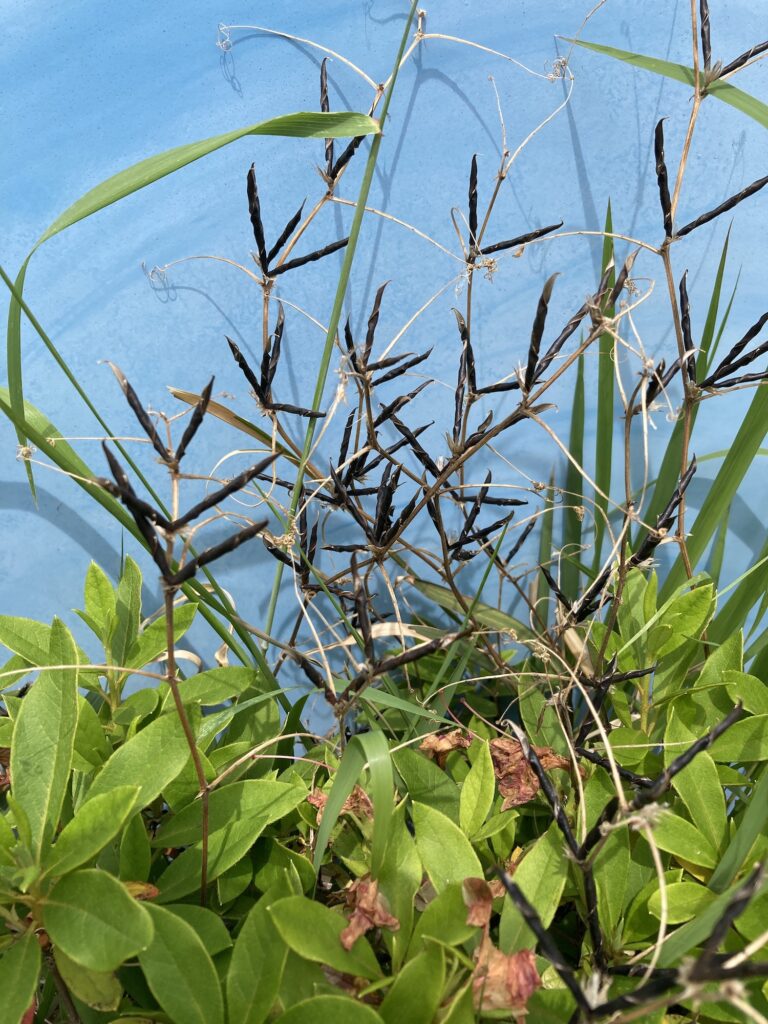 カラスノエンドウ