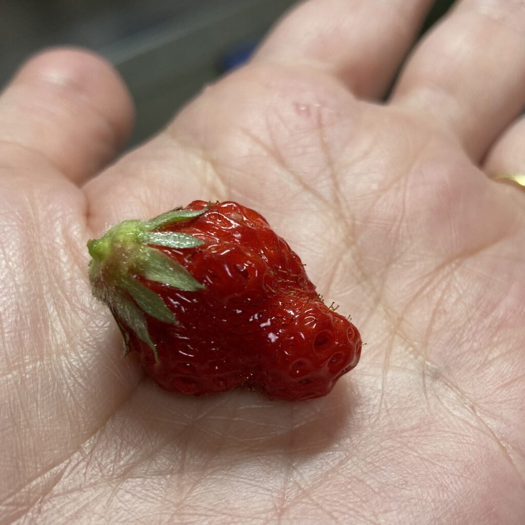 いちご