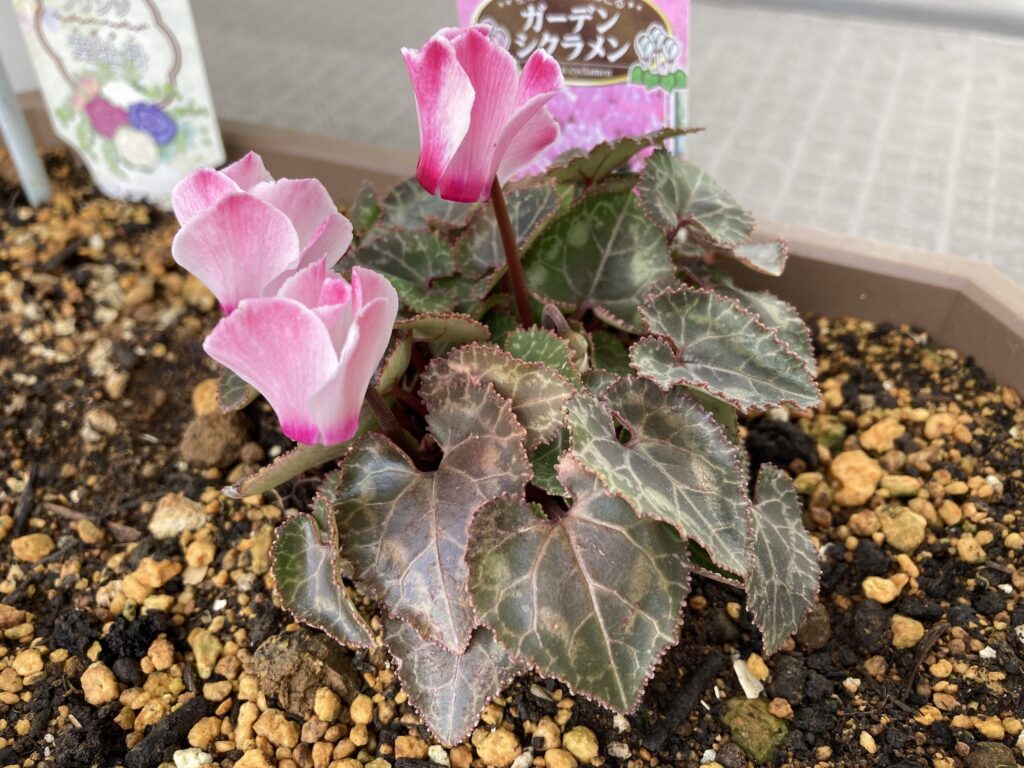 ガーデンシクラメン