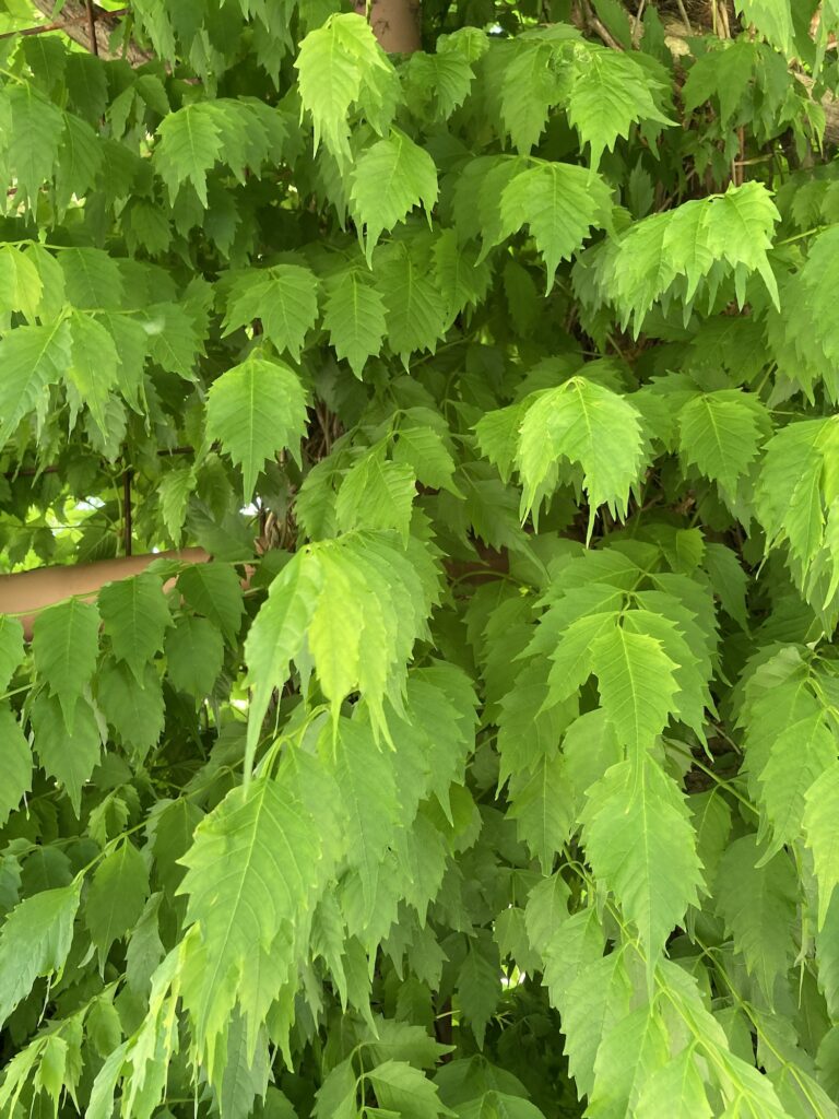 グラデーション