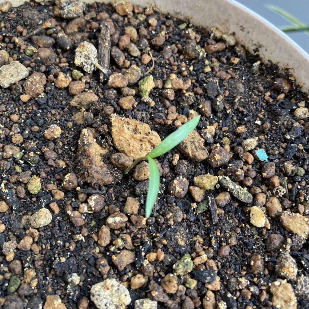 キバナコスモス