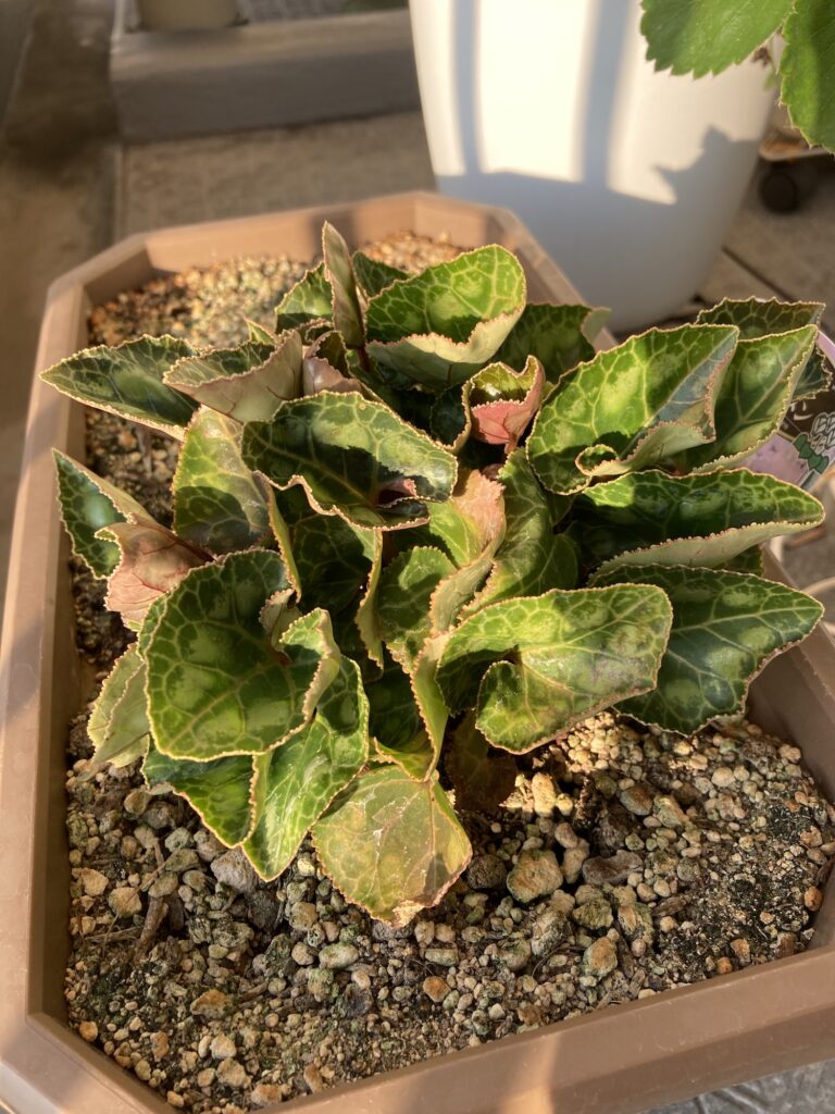 ガーデンシクラメン