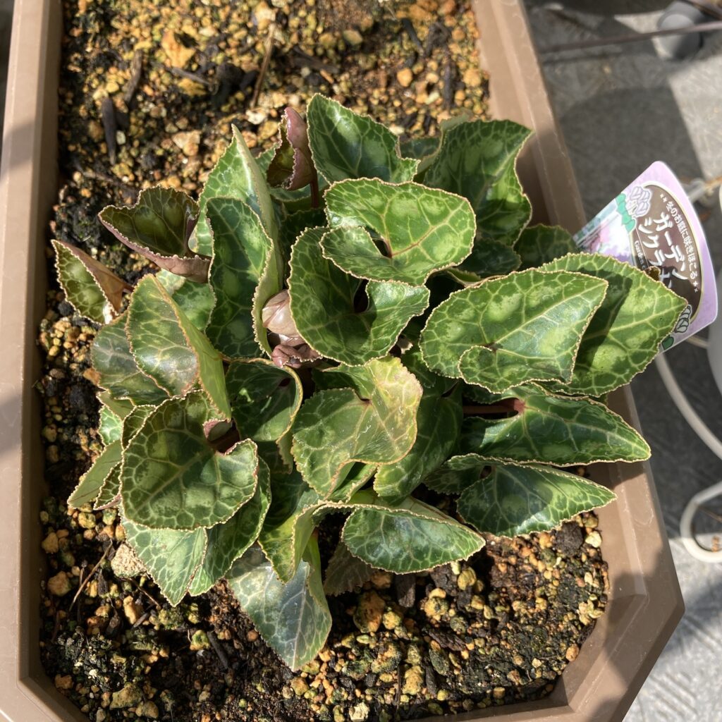 ガーデンシクラメン