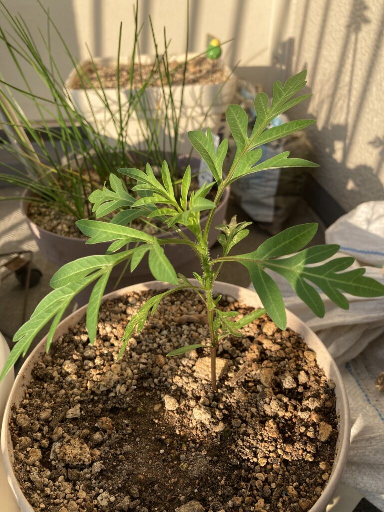 キバナコスモス