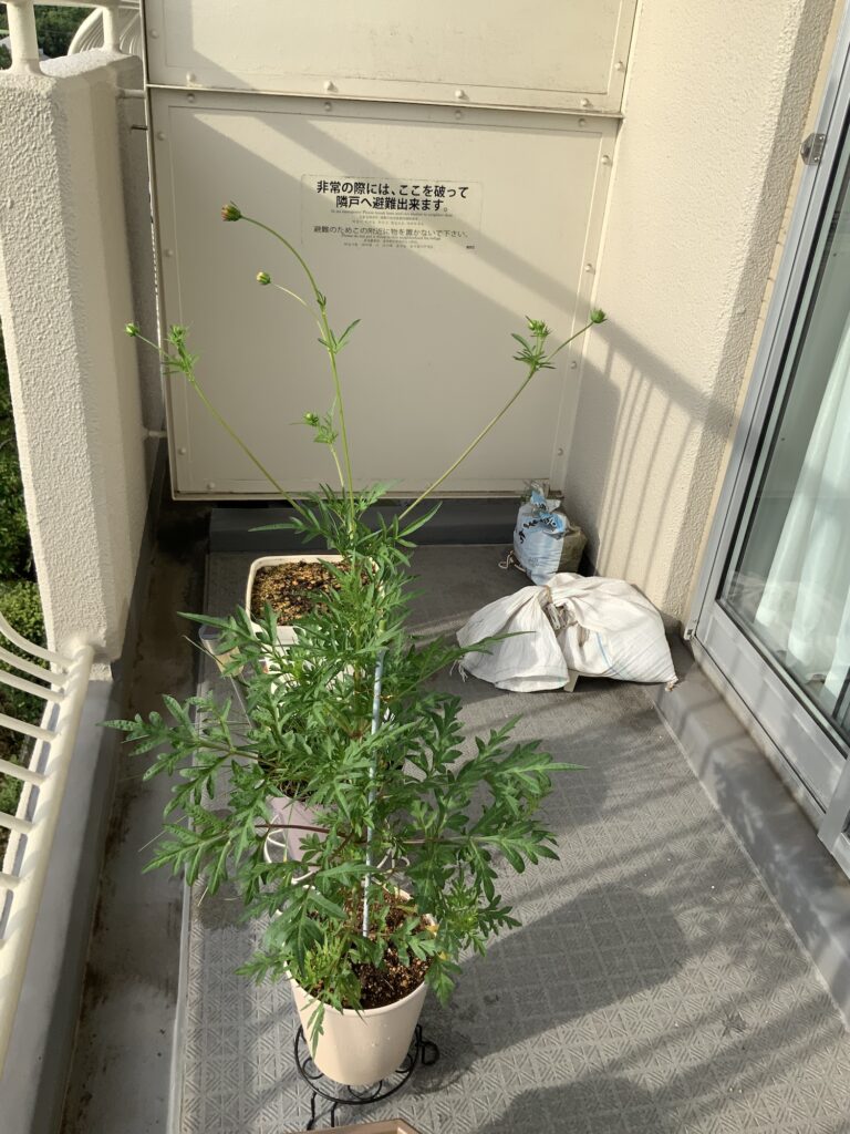 キバナコスモス