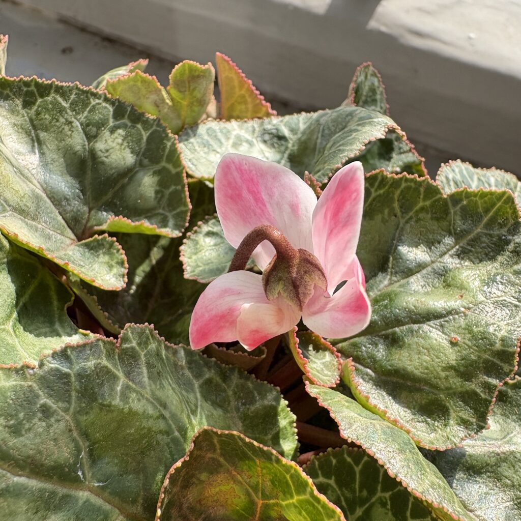 ガーデンシクラメンの花