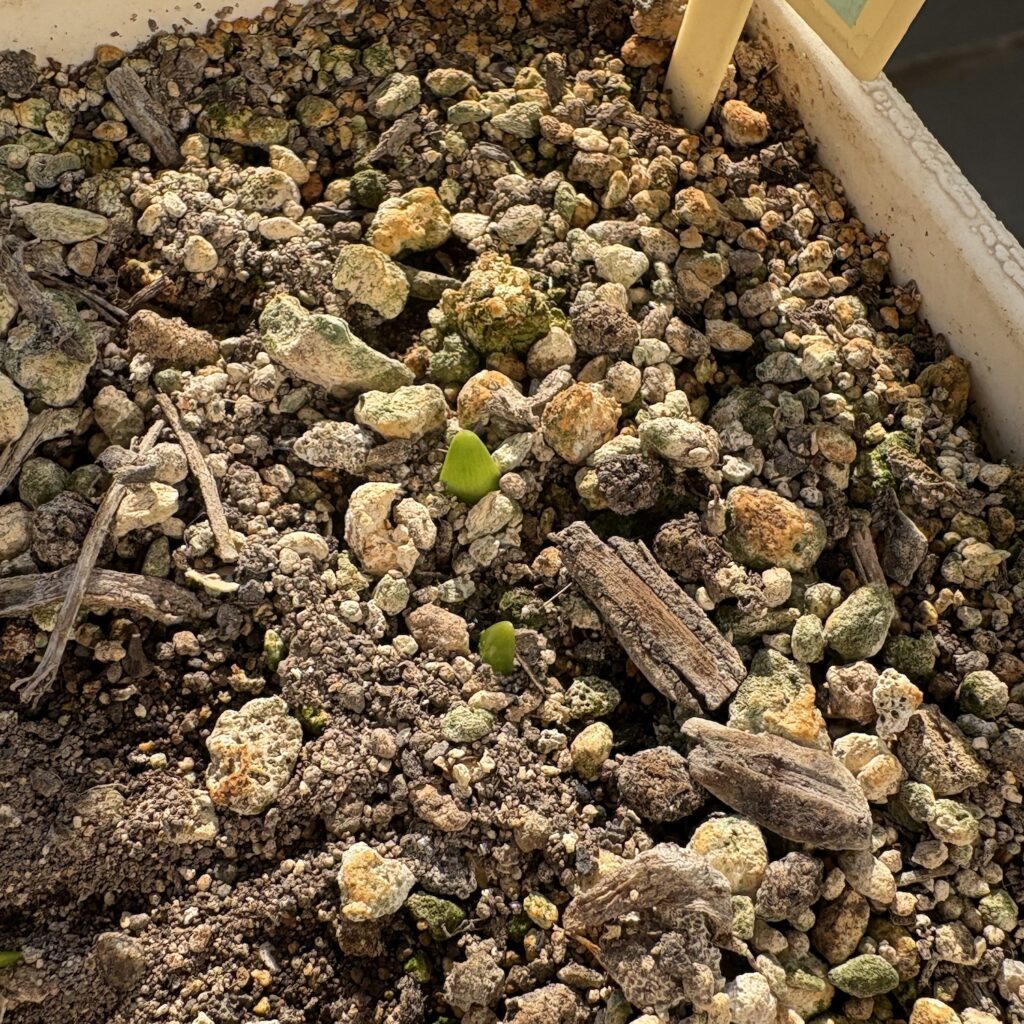 スズランスイセン