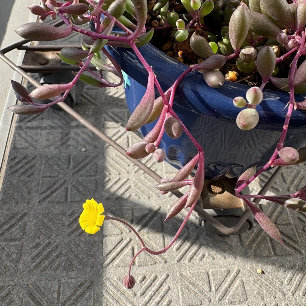 ルビーネックレスの花