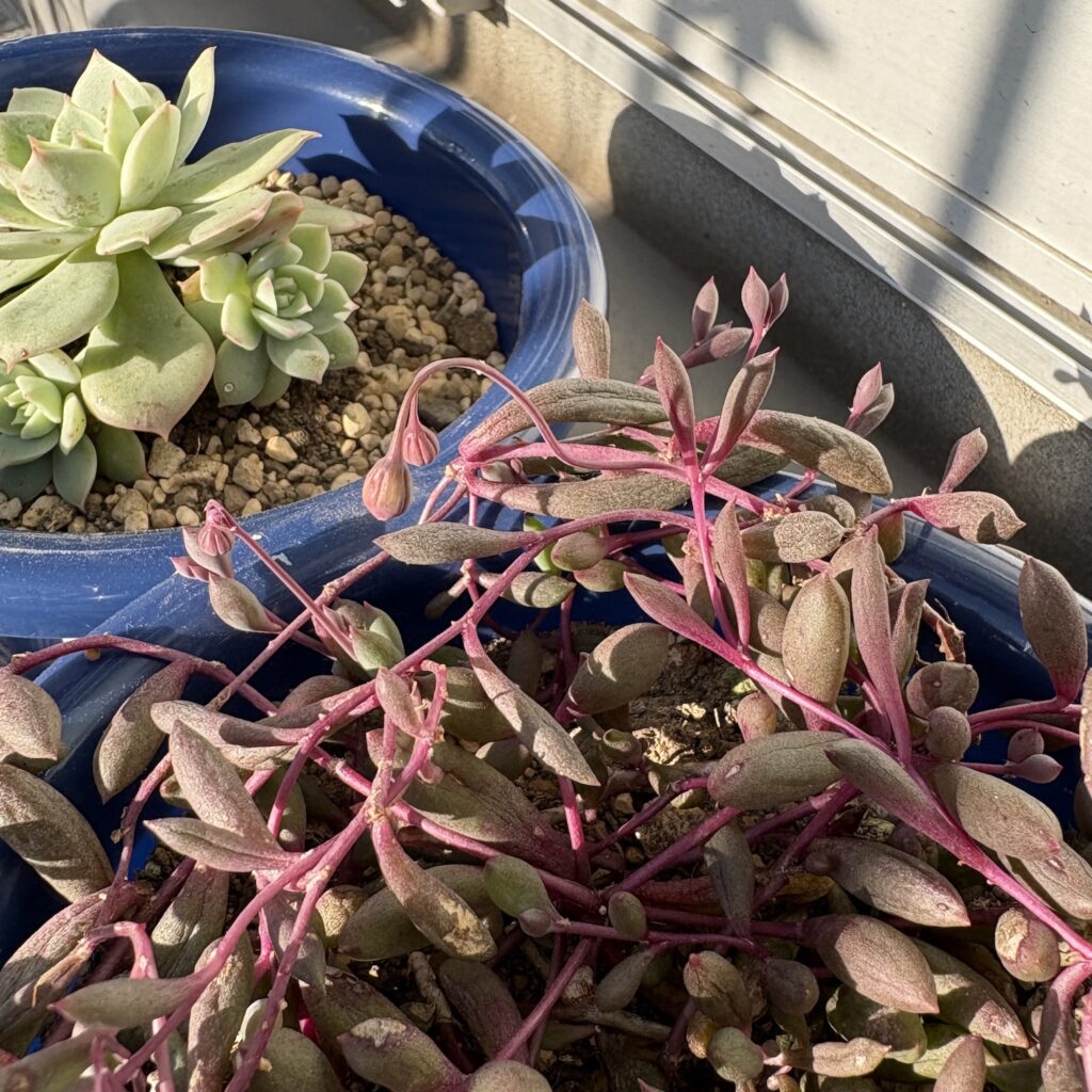 ルビーネックレス