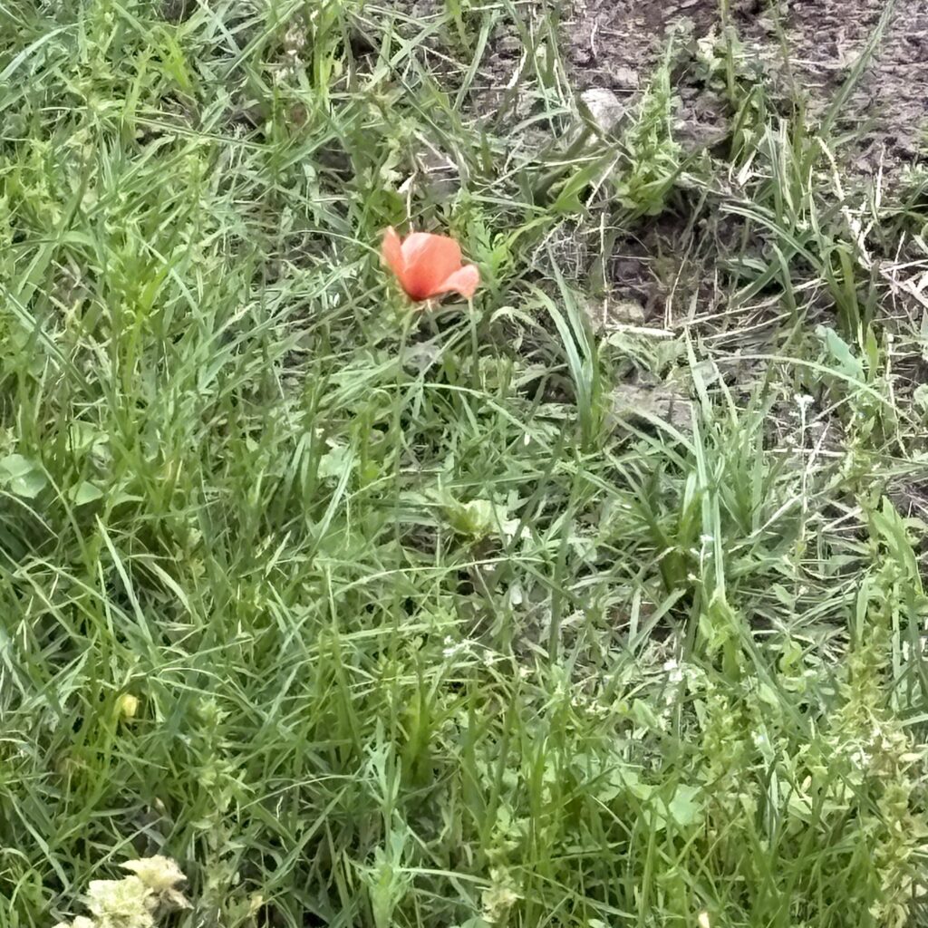ナガミヒナゲシ