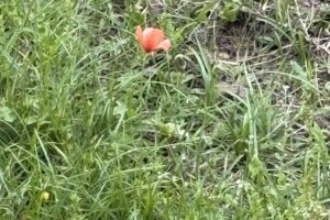 ナガミヒナゲシ