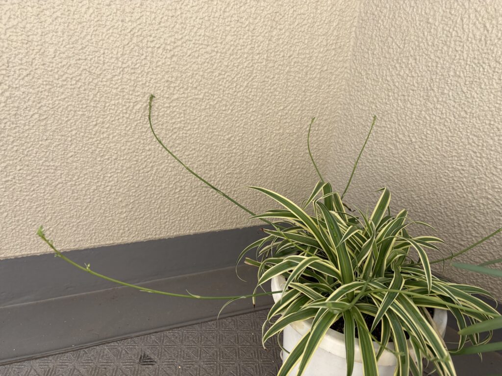 オリヅルラン