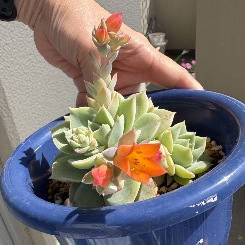多肉ちゃんの花