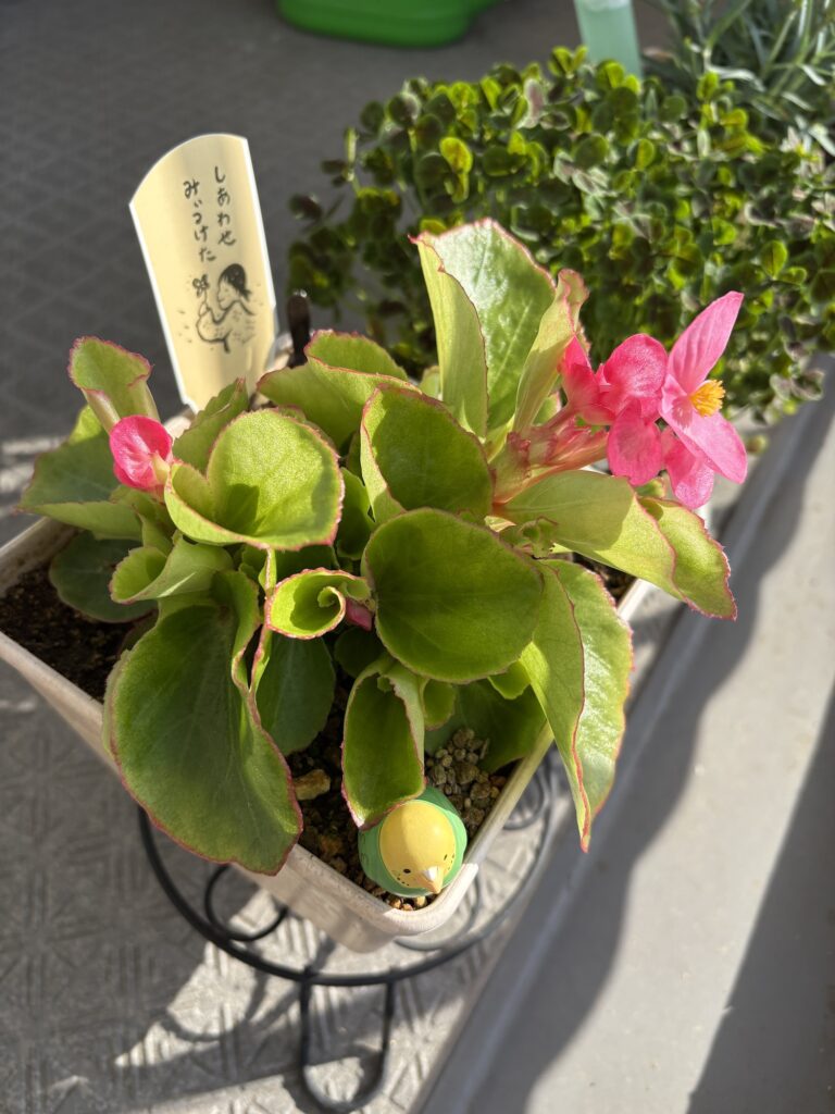ベゴニア