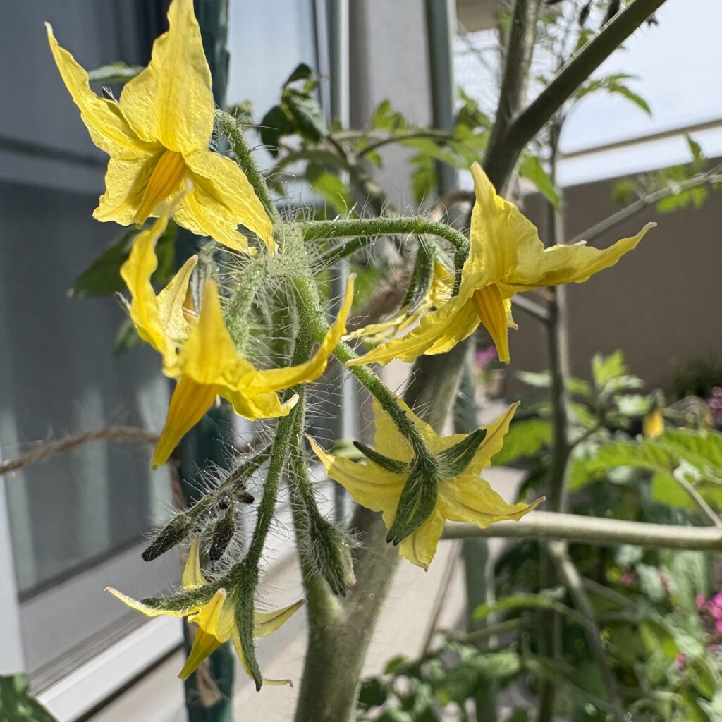 トマトの花