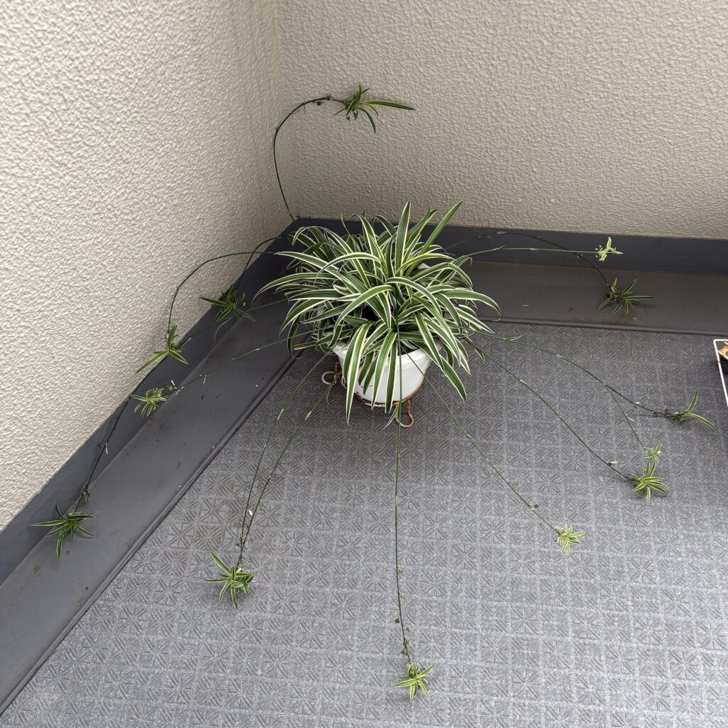 オリヅルラン