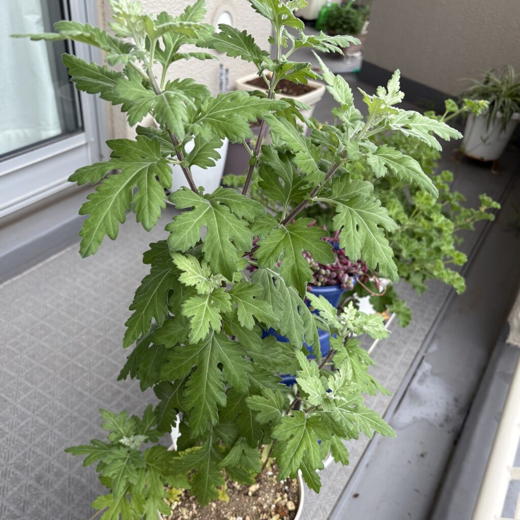 菊