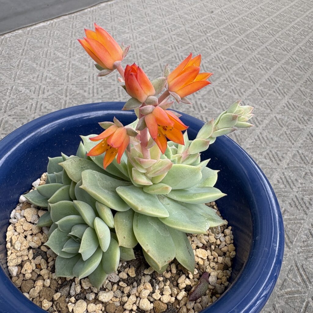 多肉の花