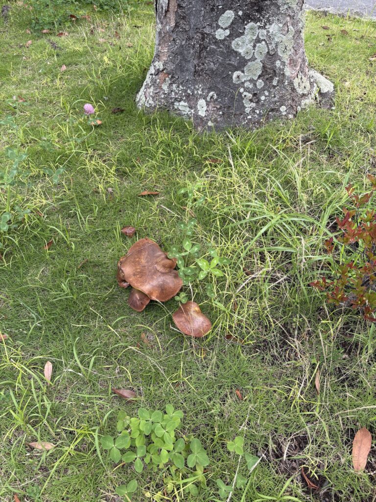 キノコ