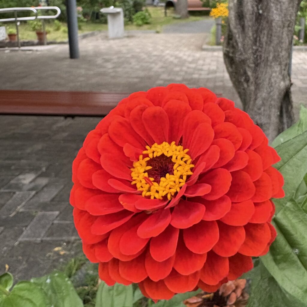 赤い花