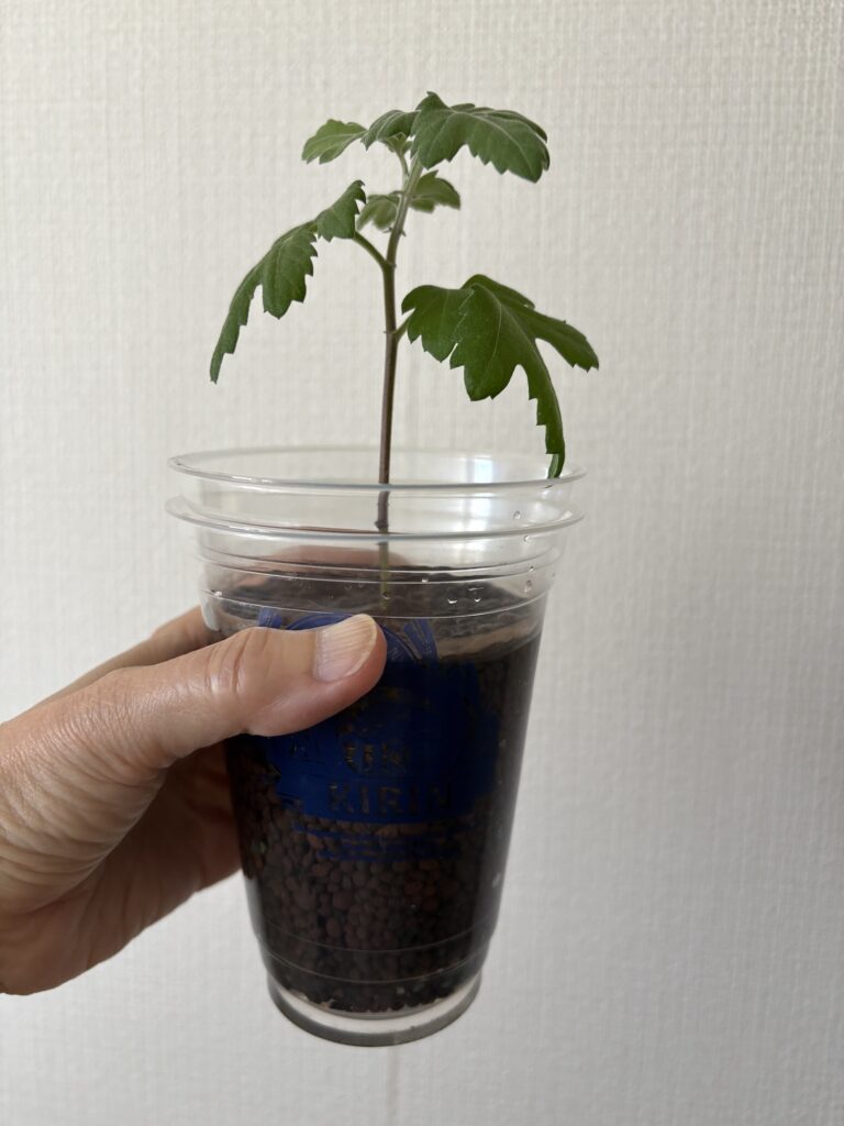 菊ちゃん