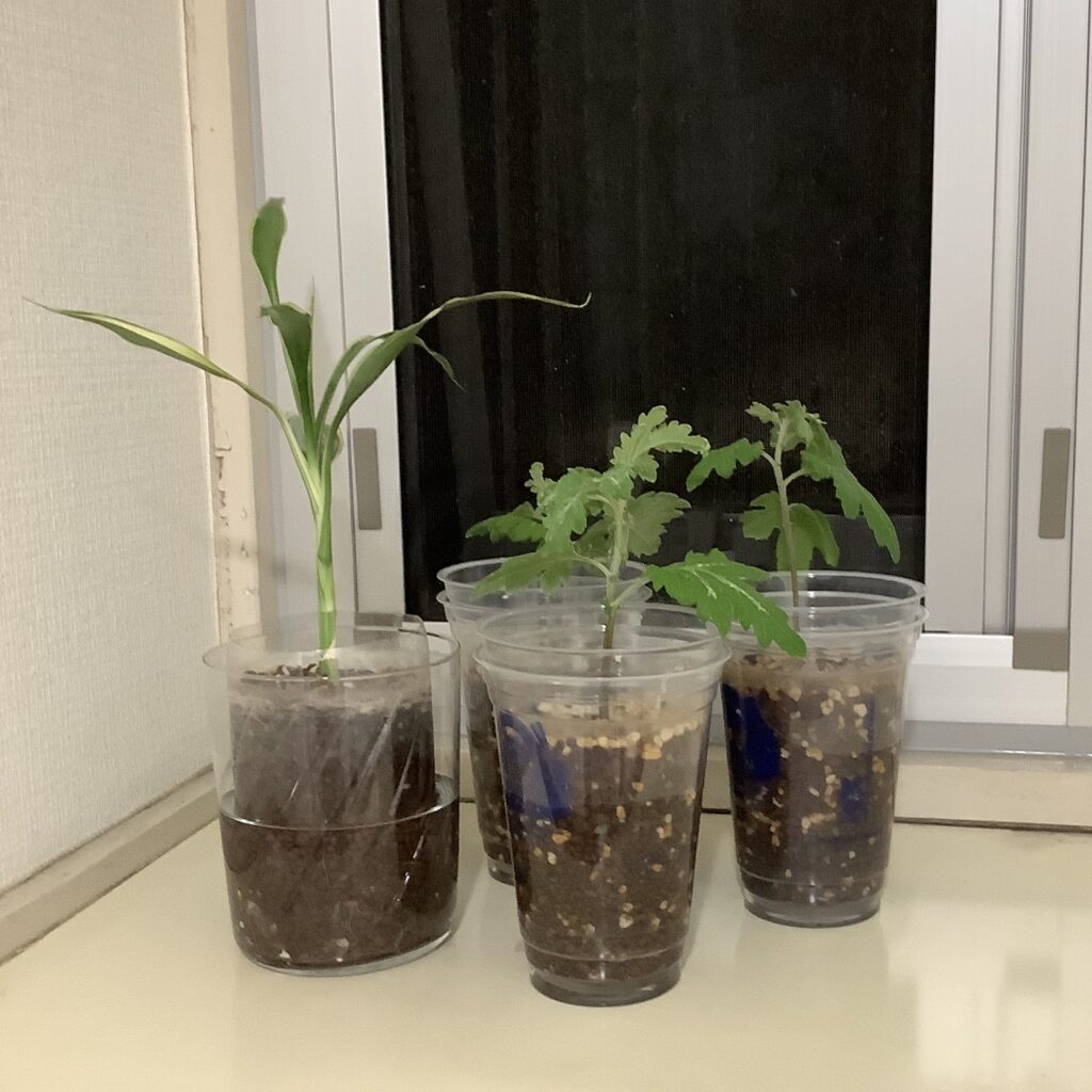 水耕栽培