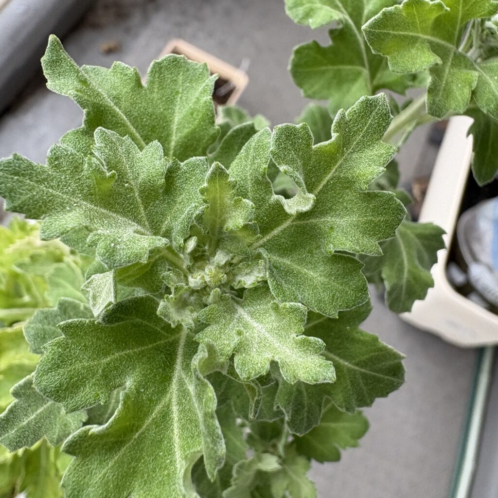 菊