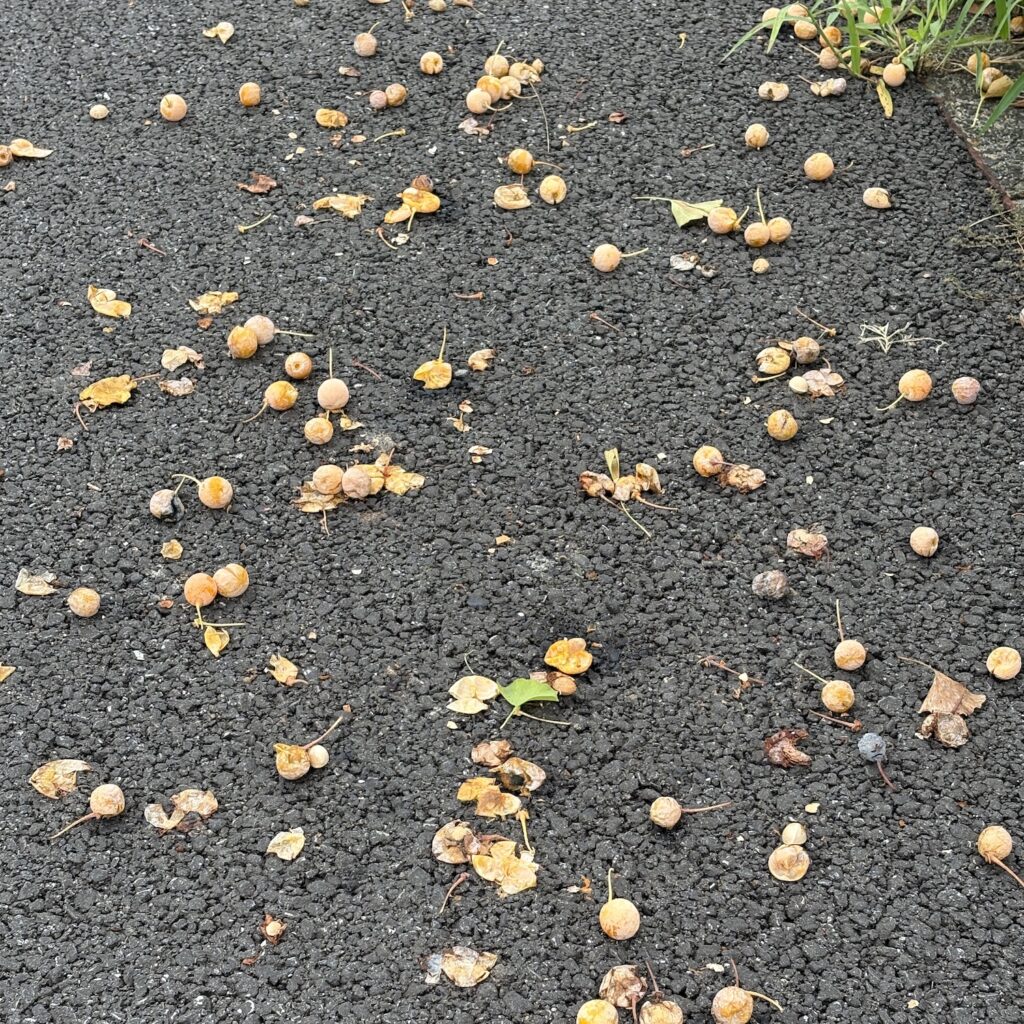 銀杏