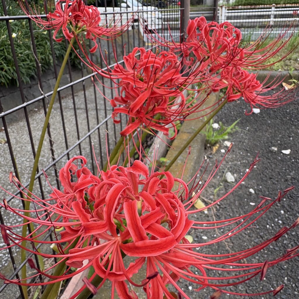 彼岸花