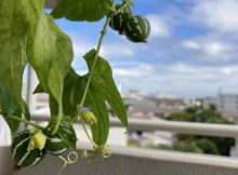 雄花が次々に