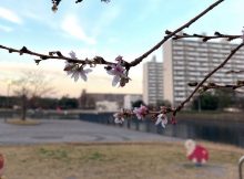 冬の桜