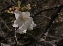 ご近所の桜