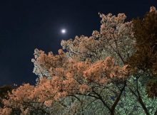 見上げる夜桜