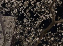 夜桜