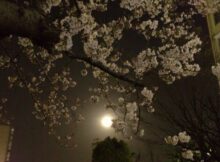 夜桜