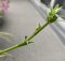 折鶴蘭の花芽