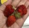 イチゴ