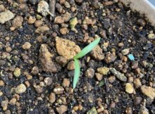 キバナコスモス