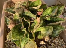 ガーデンシクラメン