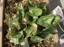 ガーデンシクラメン