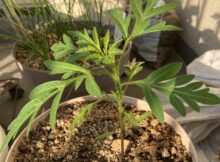 キバナコスモス