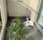 キバナコスモス