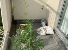 キバナコスモス