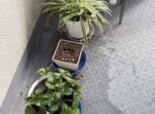 植え替え