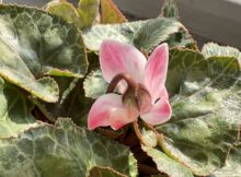 ガーデンシクラメンの花